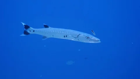 Barracuda and cleaner fish Stock Footage 126722000