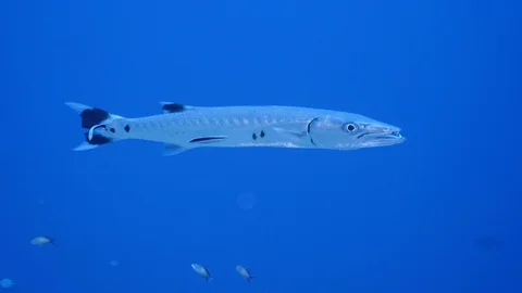 Barracuda and cleaner fish 库存影片 126724812