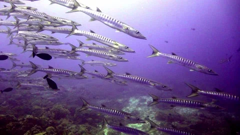 Barracuda and Jacks together Stock Footage 201500603
