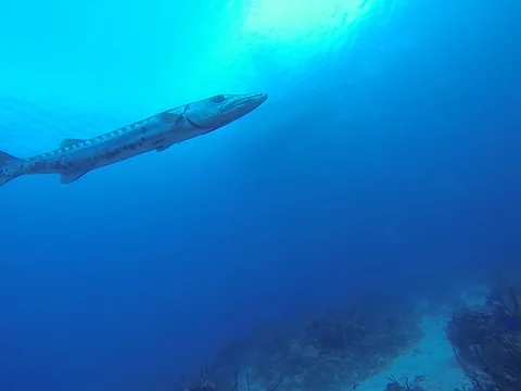 Barracuda approach! Stock Footage 101450931