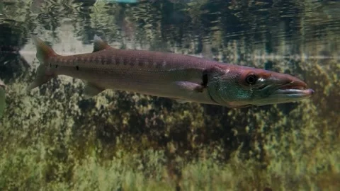 Barracuda in the aquarium Stock Footage 154655125