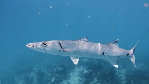 Barracuda in the Atlantic Ocean 動画素材 112271616