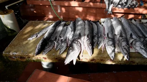 Barracuda to be cut. Stock Footage 43876088