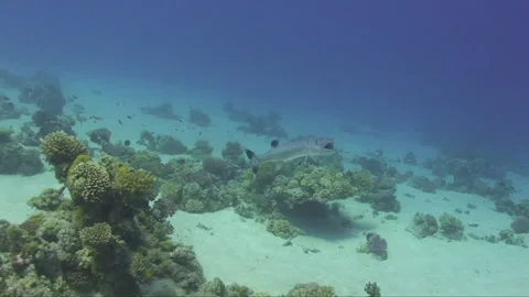 Barracuda being cleaned by cleaner wrasse while swimming Stock Footage 159705375