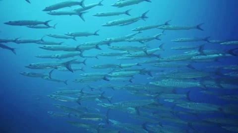 Barracuda Blue1-SF Video stock 12416259