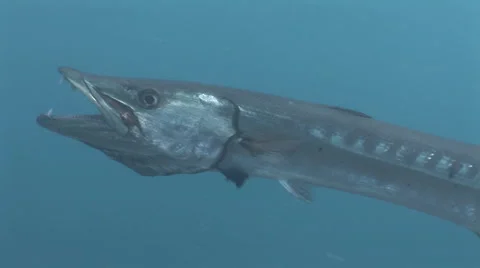 Barracuda Cleaning Video stock 55883017