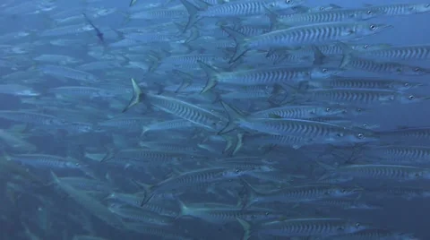 Barracuda close up Stock Footage 33075089