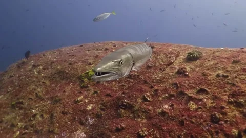 Barracuda close up Stock Footage 158035971