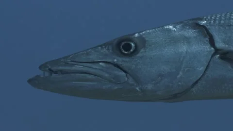 Barracuda Close Up Stock Footage 255987317