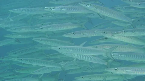 Barracuda closeup Stock Footage 138171354