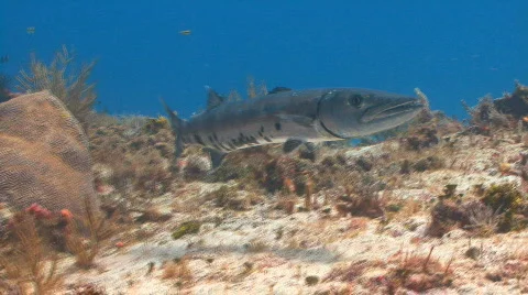 Barracuda Cozumel Stock Footage 628703