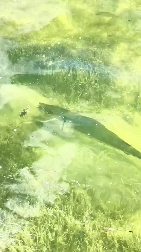 Barracuda Cruising Through Clear Shallow Water in the Gulf of Mexico Stock Footage 320186712