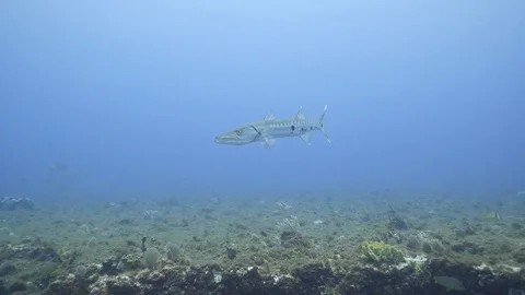 Barracuda examining the camera and being chased by a second Barracuda Stock Footage 93811391