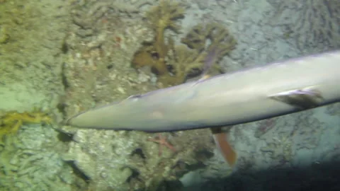 Barracuda fish close-up in dark underwater under the light of a lantern. Stock Footage 235031006