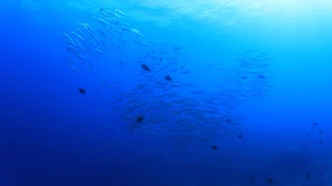 Barracuda fish Video stock 69863575