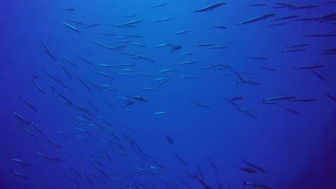 Barracuda fish Stock-Footage 86404281