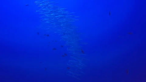 Barracuda fish Stock Footage 88611201