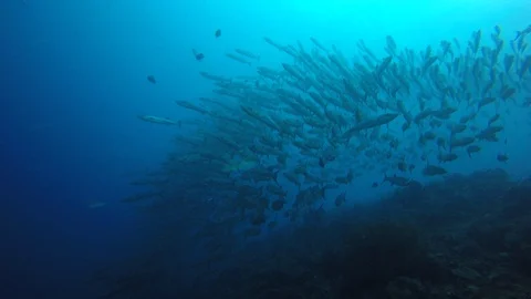 Barracuda fish 库存影片 89707322