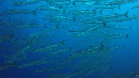 Barracuda fish 库存影片 89707551