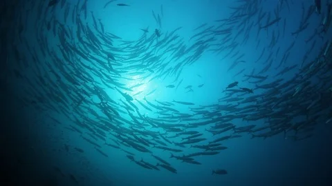 Barracuda fish Stock Footage 98800887