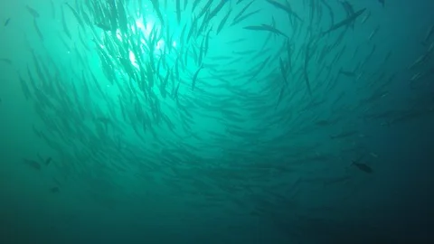 Barracuda fish Stock Footage 98801151