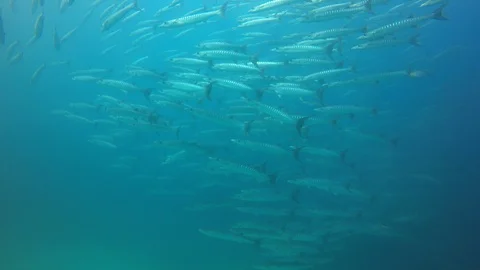 Barracuda fish Video stock 101283947