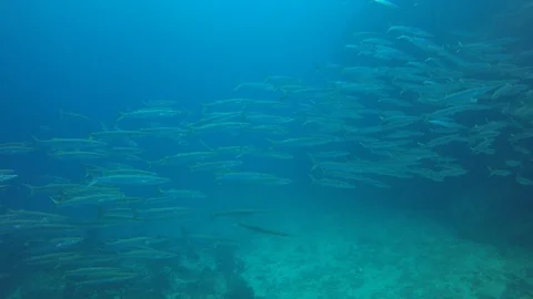 Barracuda fish Stock Footage 102707848