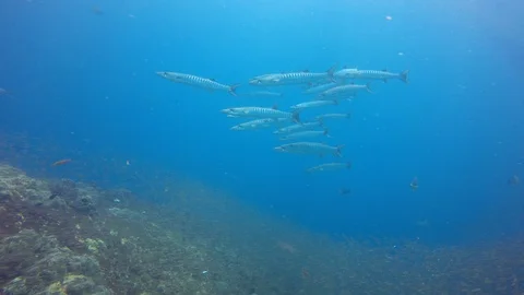 Barracuda fish Video stock 106660665