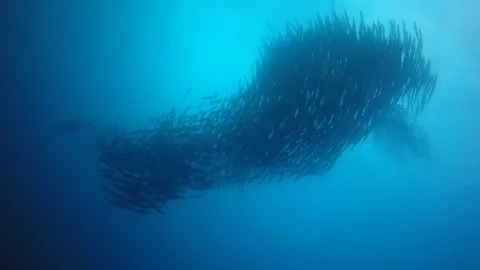 Barracuda fish Video stock 111382037