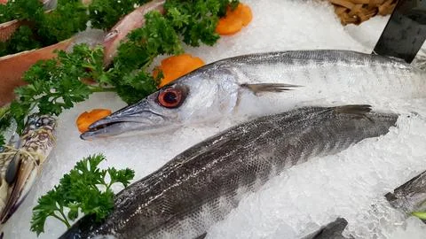 Barracuda fish on an ice. Stock Photos