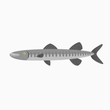 Barracuda fish Stock Illustration