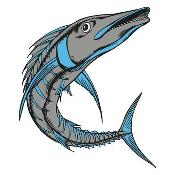 Barracuda Fish Illustration - Aggressive Predator Ilustración de archivo