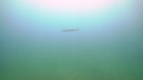 Barracuda Fish Moves Underwater Stock Footage 145002576