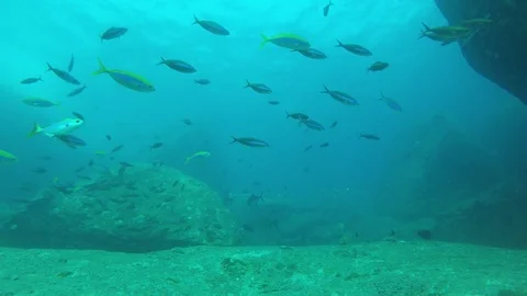 Barracuda fish on reef Stock Footage 81950343