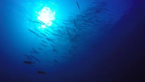 Barracuda fish on reef Stock Footage 85711461