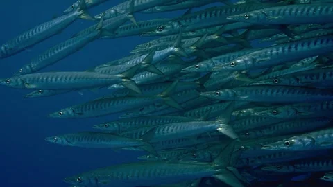 Barracuda fish school swim together Stock Footage 340476171