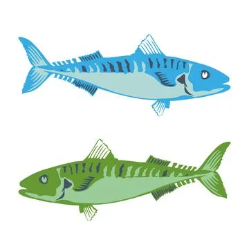 Barracuda fish in the sea vector logo and illustration Stock Illustration