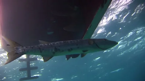 Barracuda fish seen up close under surface of water and near boat. Stock-Footage 235785732