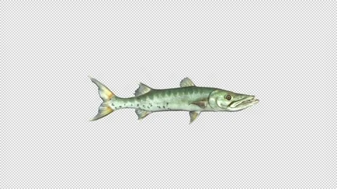 Barracuda fish swimming Stock Footage 321816896