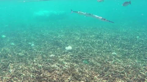 Barracuda fish underwater Stock Footage 63404675