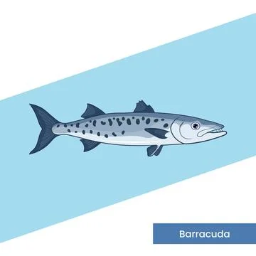 Barracuda Fish Vector Illustration - Ocean Predator Marine Life Graphic Des.. イラスト素材