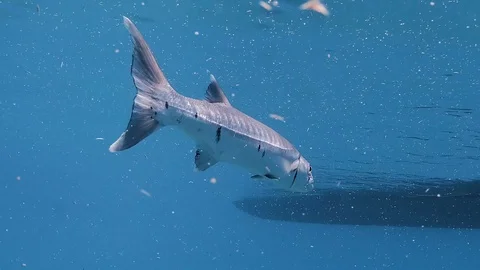 A barracuda floats near the surface Stock Footage