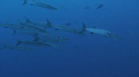 Barracuda Stock Footage 157165