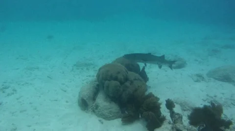 Barracuda Stock Footage 7754726