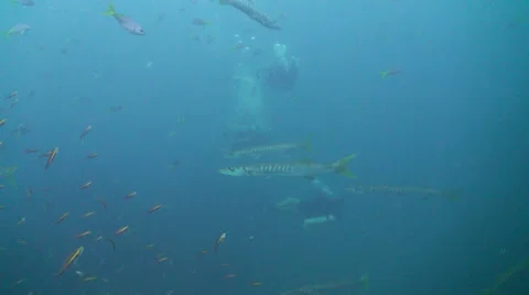 Barracuda Stock Footage 24896913