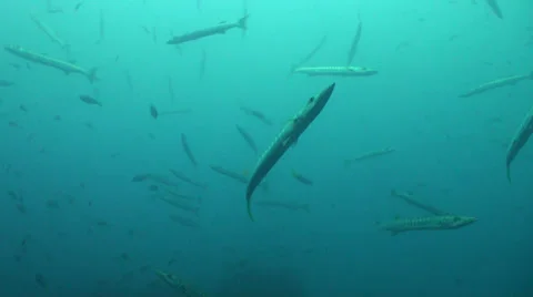 Barracuda Stock Footage 24896964