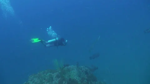 Barracuda Stock Footage 24896965