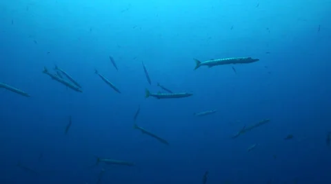 Barracuda Stock Footage 24897048