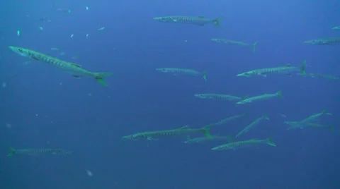 Barracuda Stock Footage 24897068