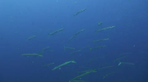 Barracuda Stock Footage 24897081